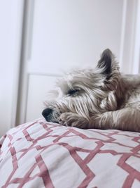 Close-up of dog resting on bed at home