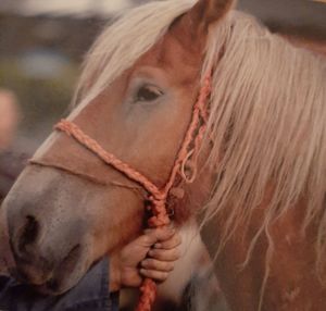 Close-up of a horse