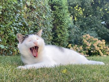 Cat lying on grassy field