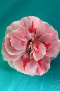 Close-up of pink flower