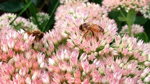 Close-up of bee on pink flowers