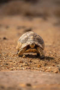 Leopard tortoise approaching camera over stony ground