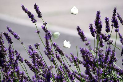 Close-up of purple flowering plants against blurred backgrounds and butterflies 