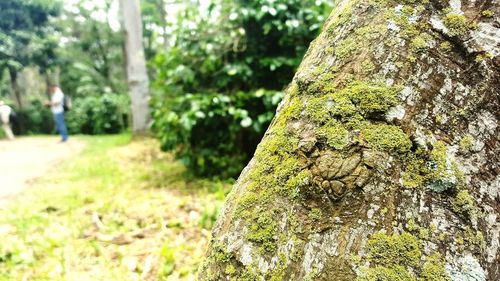 Close-up of moss growing on tree trunk