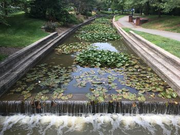 High angle view of flowering plants by lake