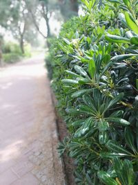 Close-up of fresh green plant in footpath