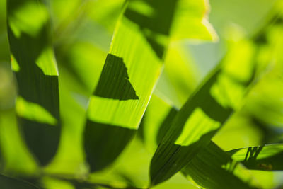 Close-up of green leaves