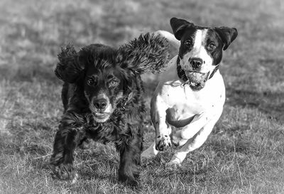 Portrait of dog standing on field