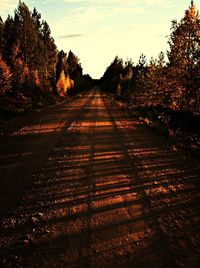 Surface level of road along trees