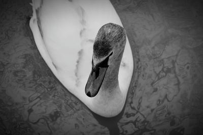 Close-up of swan in water