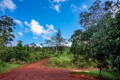 Road amidst trees against sky