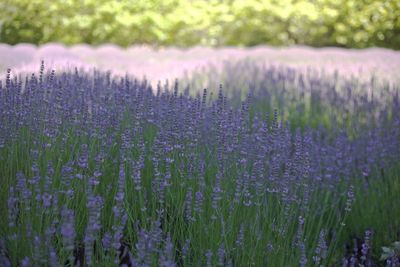 Close-up of purple crocus flowers on field