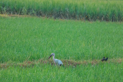 Bird in a field