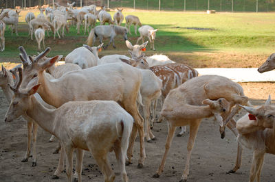 Sheep in a field