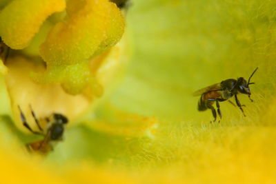 Close-up of insect on yellow flower