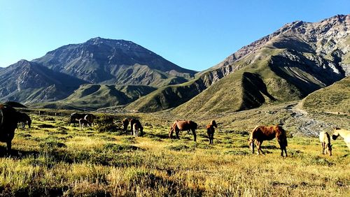 Horses on landscape against clear sky