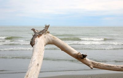 Dry branch shaped by the river and arrived at the sea