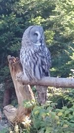 Bird perching on branch