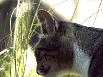 Close-up of cat