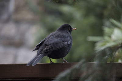 Close-up of bird perching on wood