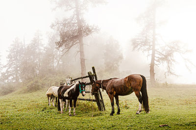 Altai horses on leash on foggy morning at halt