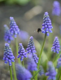 Close-up of bee pollinating on lavender