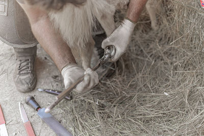 Farrier working on baby shetland pony feet