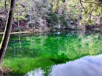 Scenic view of lake in forest