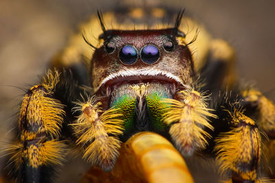 Close-up of spider