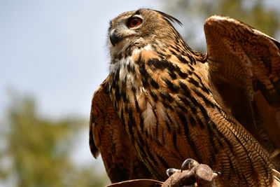 Close-up of a bord of prey