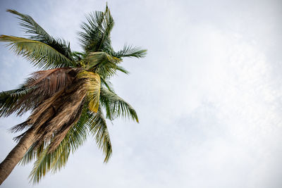 Low angle view of palm tree against sky