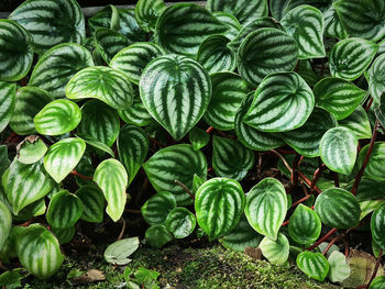 Background of fresh green patterned leaves plants