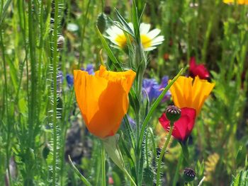 Close-up of yellow flower blooming in field