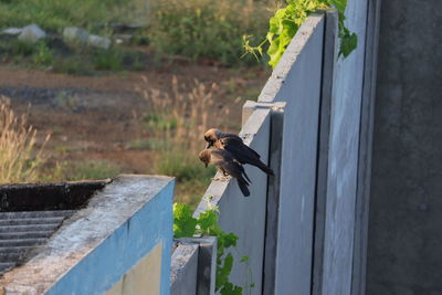 Bird flying over the wall