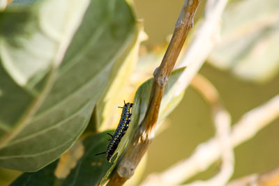 Close-up of insect on leaf