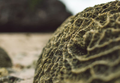 Close-up of dead coral on the beach