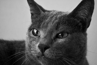 Close-up portrait of a cat looking away