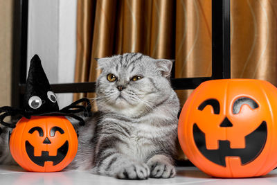 Cat sitting on a pumpkin