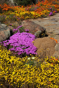 Purple flowering plants in garden