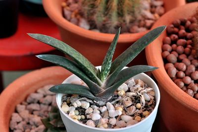 High angle view of potted plant in bowl