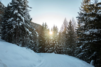 Snow covered trees against clear sky