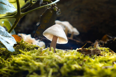 Close-up of mushroom growing on field