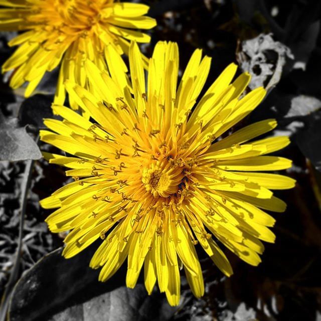 flower, yellow, petal, flower head, freshness, fragility, close-up, pollen, focus on foreground, beauty in nature, growth, blooming, single flower, nature, plant, in bloom, selective focus, outdoors, day, stamen