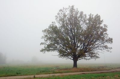 Trees in foggy weather