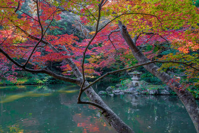 Tree by river in forest during autumn