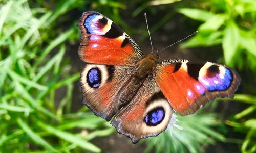 Close-up of butterfly on purple flower