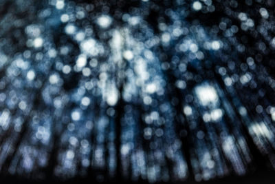 Defocused image of pine trees in forest during winter