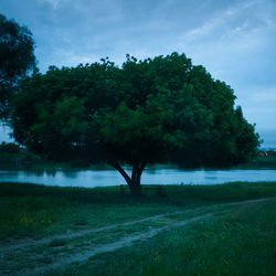 Trees on field by lake against sky