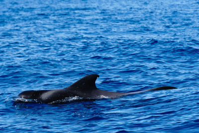 A pilot whale swimming in water