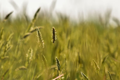 Close-up of stalks in field